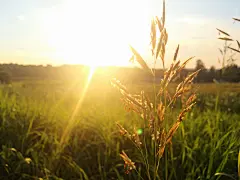 生长在庄稼地里的植株46123_田园风光_风景风光类_图库壁纸_联盟素材