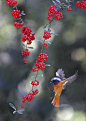 Daurian Redstart  (by John&Fish on Flickr)