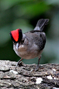 Birds-Our feathered friends / pileated finch (photo)