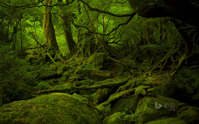 Mononoke Hime no Mor...
