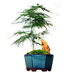 苔藓日式山水文竹微型盆景菖蒲发财树花叶络石办公桌茶桌盆栽禅意-淘宝网