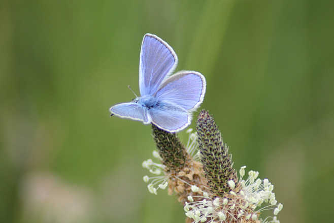Blue butterfly #2 by...