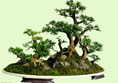 山渏采集到盆景