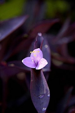 眉心一点蚊子块采集到花