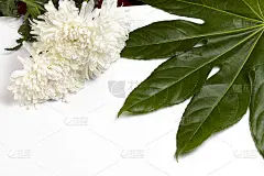 创意模型的绿色热带树叶和白色菊花在白色的背景。最小的夏季概念与复制空间。