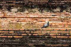 鸟类,砖,鸽子,褐色背景,褐色,式样,古董,野生动物,水平画幅,平视角