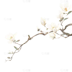 植物系列水墨风垂坠玉兰花花枝