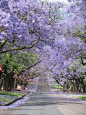 蓝花楹Jacaranda，行走在消逝中.