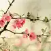 林曼熙