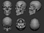 Anatomy (Skull), Guzz Soares : Study based on an skull