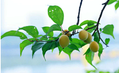 飛兲茉茉ζ采集到植物