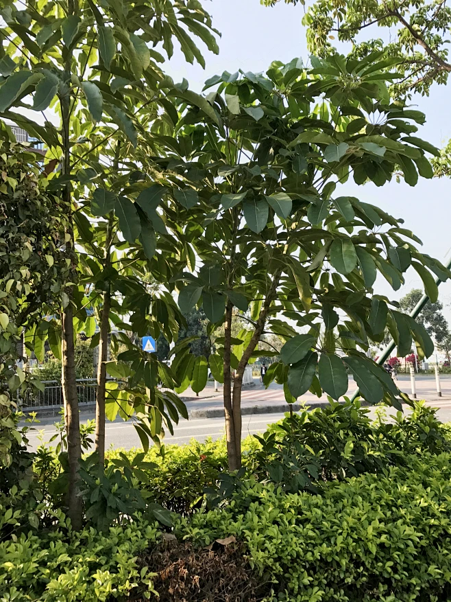 大叶伞又 澳洲鸭脚木-花瓣网