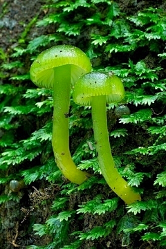 小露睡不醒采集到蘑菇