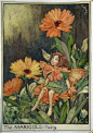 插画家Cicely Mary Barker被喻为“花仙之母”... 来自刺绣标本室 - 微博