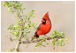 Photograph Northern Cardinal  by Siddhardha Garige on 500px