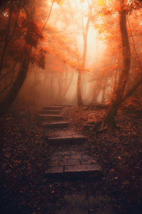 tulipnight:

Embrace...