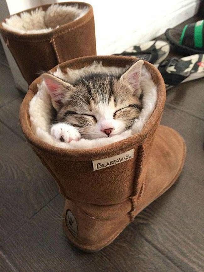29 Animals Who Reall...