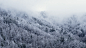 Cold, Snow, Forest, Winter, Trees, Fog, Foggy, Snowing