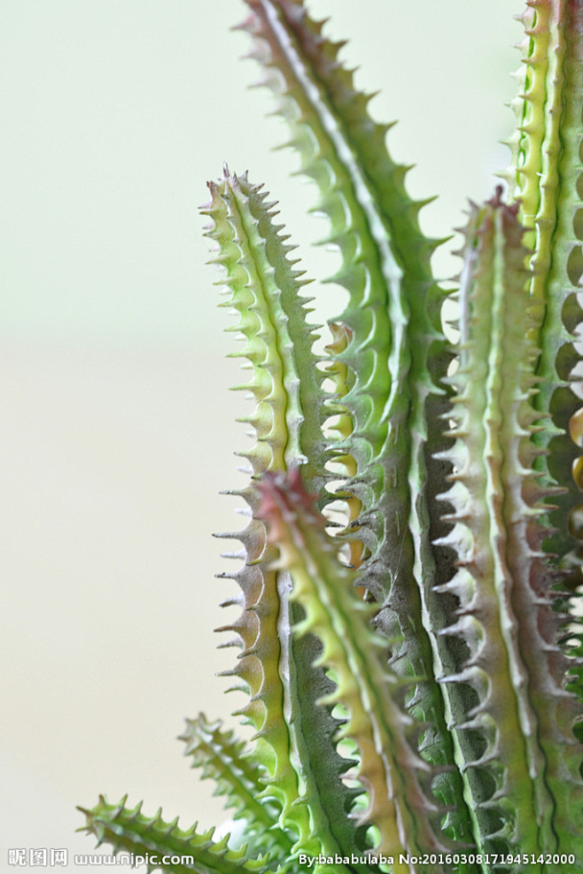 花草  仙人掌
