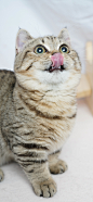 狸花猫超清手机壁纸 曼基康矮脚短腿猫 棕金虎斑鱼骨刺纹标斑 姑苏夜猫原创拍摄