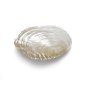 超高清 海星 海螺 贝壳 珊瑚 海马等 航洋生物主题 png元素 shell-14