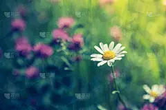 春天,多色的,雏菊,野花,白色,可爱的,贺卡,环境,健康,背景