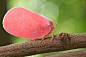 creatures-alive:

Pink flatid hopper (Phromnia rosea) (6) by pbertner on Flickr.
