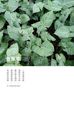 <丫头>采集到福州——公园植物