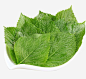 新鲜健康的紫苏叶png免抠素材_新图网 https://ixintu.com 双子叶植物纲 密被长柔毛 直立草本 唇形科 塔花族 紫苏叶