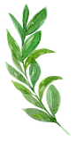 2049PNG免抠手绘植物 动物 绿植 树叶 花素材 免扣图片绿植草木花卉素材集 (114)字体 文案 排版 作品欣赏 杂志大师排版 版式设计 海报 淘宝天猫京东电商活动轮播海报平面设计 男