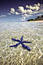蓝海星，法属波利尼西亚塔希提岛，清澈见底的海水，干净的美。