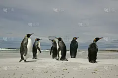 企鹅王，苹果第奥德斯巴塔哥尼亚