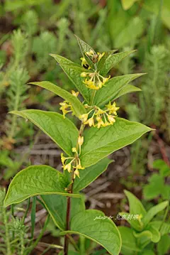 Cynanchum forrestii Schltr. 大理白前