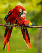 B I R D S O N E A R T H on Instagram: “Scarlet macaw By:@shutter_guru @birdsonearth”
