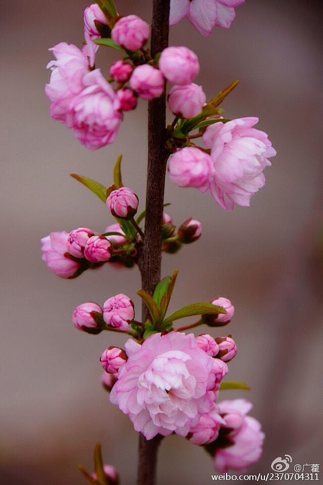 我为花狂重瓣郁李