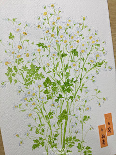 是幻觉采集到手绘植物/花卉