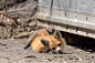 狐狸超话由ins：hottmoose 在公园里拍摄的小狐狸和鼬