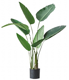 _丹青师傅采集到植物