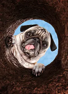 点击来源直接获取大图文件 |可爱的哈巴狗低头看向一个土洞