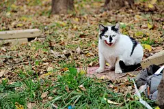 白色带黑色斑点的猫在秋天的一天。地球污染，动物生活在垃圾里的概念
