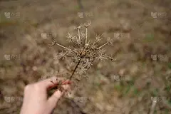 干胡萝卜，俗称野胡萝卜，燕窝，主教的花边，和安妮女王的花边