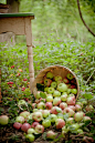 In the apple orchard.: 