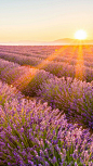 七月是瓦伦索勒高地平原最美丽的季节，从十九世纪开始、瓦伦索勒就开始种植薰衣草，产量在世界上独一无二。而时至今日这里依然供应着、全世界对薰衣草四分之三以上的需求量。——普罗旺斯#法国欧洲