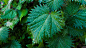 https://images.wallpapersden.com/image/download/nettle-leaves-drops_ZmltaGaUmZqaraWkpJRpa2VtrWdqbmc.jpg