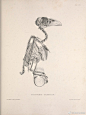 鸟类骨骼结构图谱 第二部分
生物/动物/解剖/骨头 ​​​​