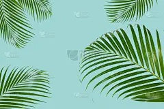 粉彩背景上的天然椰子叶的概念