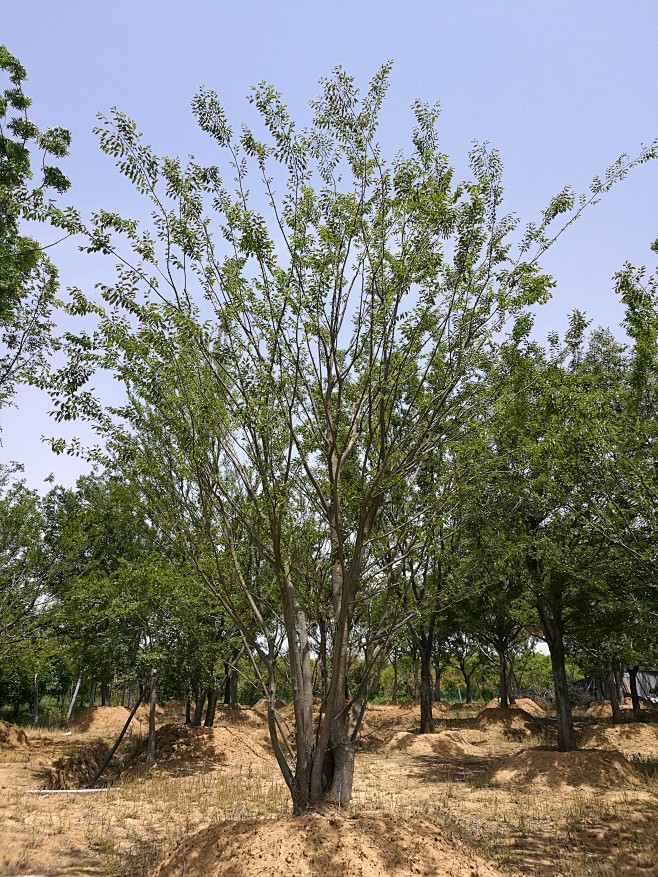20200513黄连木 摄于江苏句容