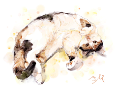 速画本采集到画猫，宠物画像，猫咪画像，猫咪手绘