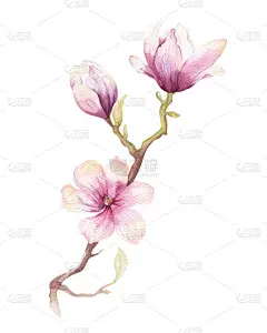 水彩绘画玉兰绽放花壁纸装饰