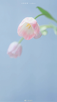 花儿_采集到花鸟/小动物